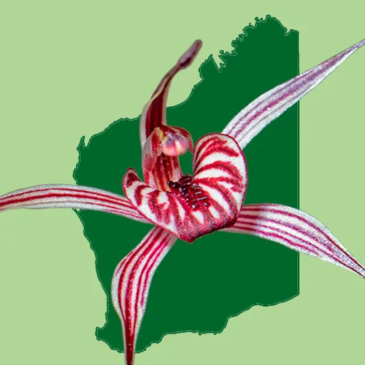 Western Australian Orchid Key ডাউনলোড করুন – সেরা অর্কিড গাইড